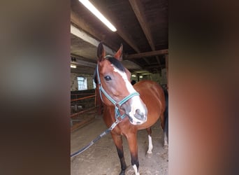 Westphalian, Mare, 11 years, 16 hh, Brown