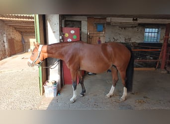 Westphalian, Mare, 11 years, 16 hh, Brown