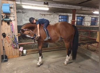 Westphalian, Mare, 11 years, 16 hh, Brown