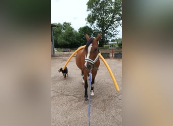 Westphalian, Mare, 11 years, 16 hh, Brown