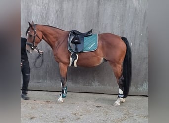 Westphalian, Mare, 11 years, 16 hh, Brown