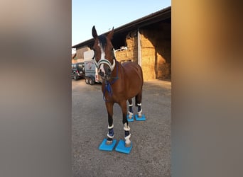 Westphalian, Mare, 11 years, 16 hh, Brown