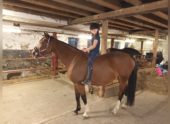 Westphalian, Mare, 11 years, 16 hh, Brown