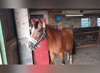 Westphalian, Mare, 11 years, 16 hh, Brown