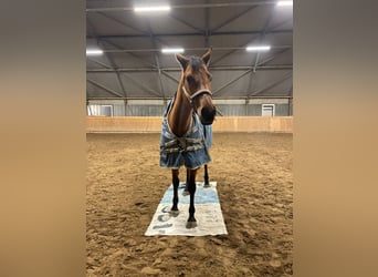 Westphalian, Mare, 11 years, 16 hh, Brown