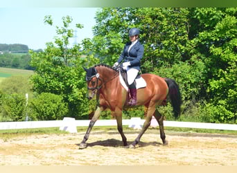 Westphalian, Mare, 11 years, 16 hh, Brown