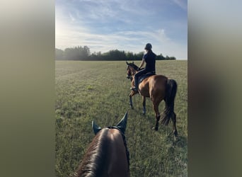 Westphalian, Mare, 11 years, 16 hh, Brown