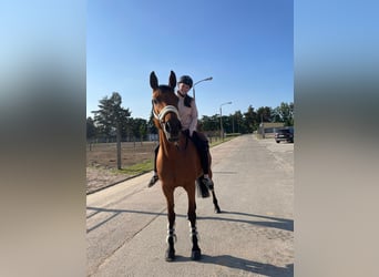Westphalian, Mare, 11 years, 16 hh, Brown