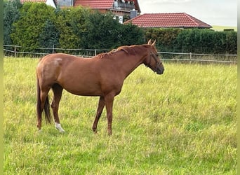 Westphalian, Mare, 11 years, 16 hh, Chestnut-Red
