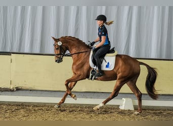 Westphalian, Mare, 11 years, 16 hh, Chestnut-Red