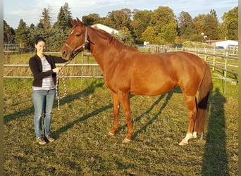 Westphalian, Mare, 11 years, 16 hh, Chestnut-Red
