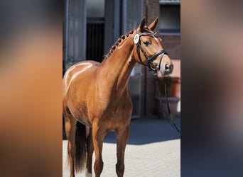 Westphalian, Mare, 11 years, 16 hh, Chestnut-Red