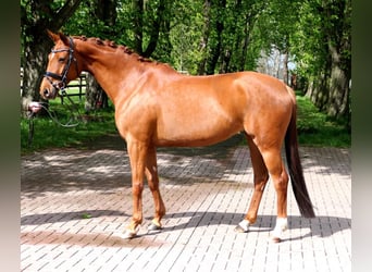 Westphalian, Mare, 11 years, 16 hh, Chestnut-Red