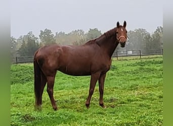Westphalian, Mare, 11 years, 16 hh, Chestnut-Red
