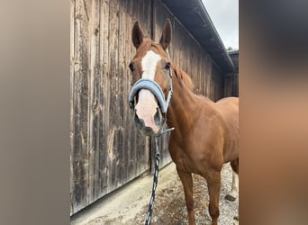 Westphalian, Mare, 11 years, 16 hh, Chestnut-Red