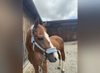 Westphalian, Mare, 11 years, 16 hh, Chestnut-Red