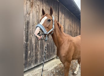 Westphalian, Mare, 11 years, 16 hh, Chestnut-Red