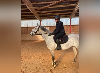 Westphalian, Mare, 11 years, 16 hh, Gray