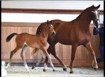 Westphalian, Mare, 11 years, 16,1 hh, Chestnut-Red