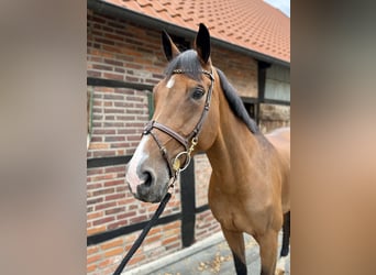 Westphalian, Mare, 11 years, 16,2 hh, Brown