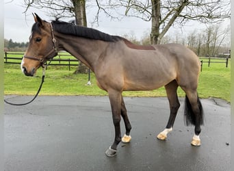 Westphalian, Mare, 11 years, 16,2 hh, Brown