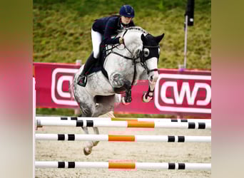 Westphalian, Mare, 11 years, 16,2 hh, Grey-Dapple