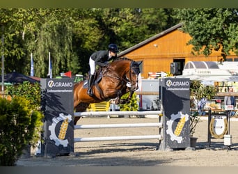 Westphalian, Mare, 11 years, 17 hh, Brown