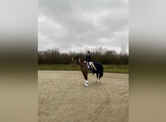 Westphalian, Mare, 11 years, 17 hh, Brown