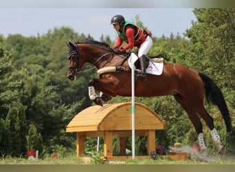 Westphalian, Mare, 11 years, 17 hh, Brown