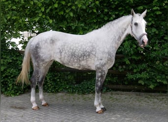 Westphalian, Mare, 11 years, 17 hh, Grey-Dapple