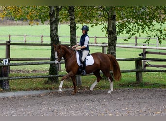 Westphalian, Mare, 11 years, Chestnut-Red