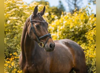 Westphalian, Mare, 12 years, 16.1 hh, Bay-Dark