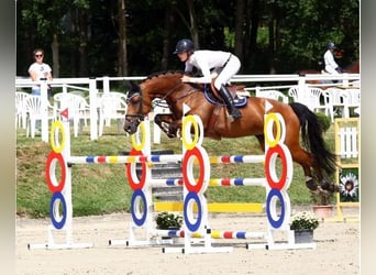 Westphalian, Mare, 12 years, 16.1 hh, Bay