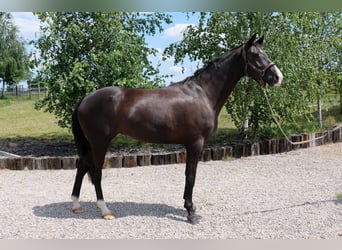 Westphalian, Mare, 12 years, 16.1 hh, Black
