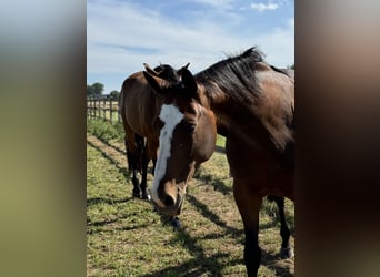 Westphalian, Mare, 12 years, 16,1 hh, Brown