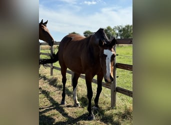 Westphalian, Mare, 12 years, 16,1 hh, Brown