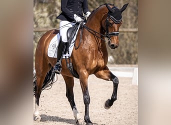 Westphalian, Mare, 12 years, 16.1 hh, Brown