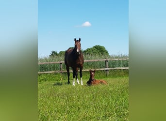 Westfale, Stute, 12 Jahre, 16,1 hh, Brauner