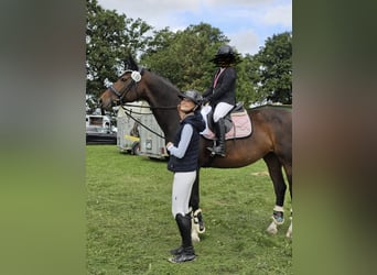 Westphalian, Mare, 12 years, 16.1 hh, Brown