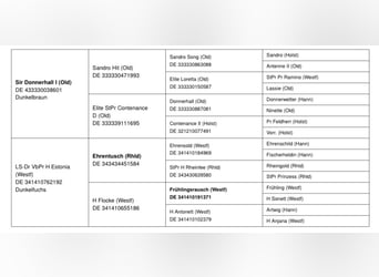 Westphalian, Mare, 12 years, 16.2 hh, Brown
