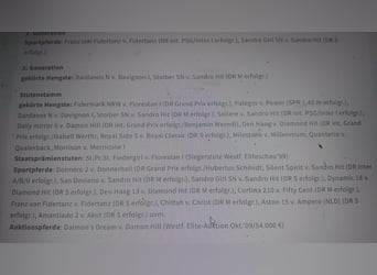 Westphalian, Mare, 12 years, 16.2 hh, Brown Westphalian, Mare, 12 years, 16.2 hh, Brown