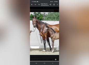 Westphalian, Mare, 12 years, 16.2 hh, Brown