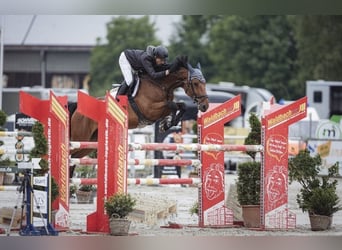 Westphalian, Mare, 12 years, 16.3 hh, Brown