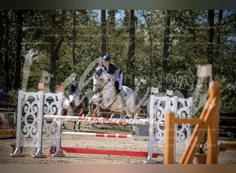 Westphalian, Mare, 12 years, 16.3 hh, Gray