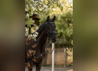Westphalian, Mare, 12 years, 16 hh, Black