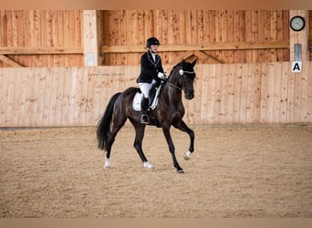 Westphalian, Mare, 12 years, 16 hh, Black