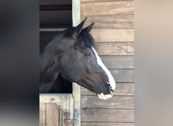 Westphalian, Mare, 12 years, 16 hh, Black
