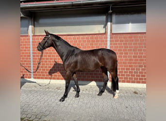 Westphalian, Mare, 12 years, 16 hh, Brown