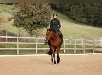 Westphalian, Mare, 12 years, 16 hh, Brown