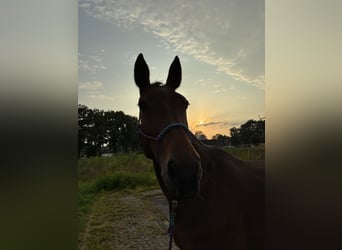 Westphalian, Mare, 12 years, 16 hh, Brown